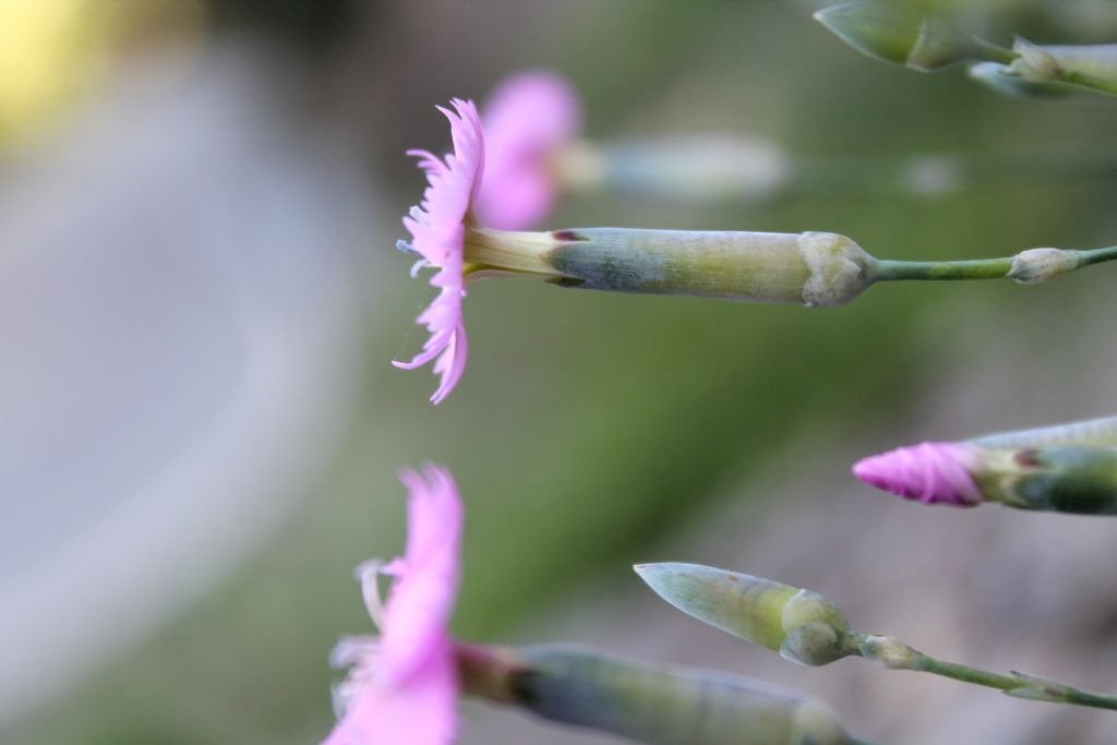 Dianthus sylvestris